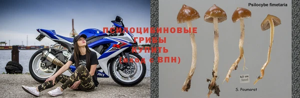 PSILOCYBIN Беломорск